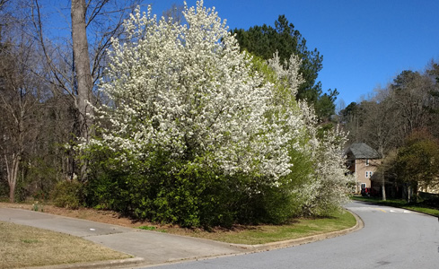 Flowering tree in Spring